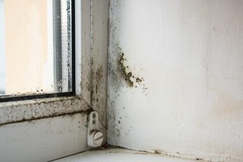 Black mold on a white wall in the corner of a home near a window in Milwaukee, WI
